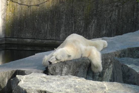 Zoo de Stuttgart