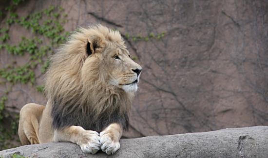 lion.jpg