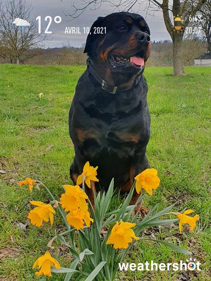 Ramses jonquilles