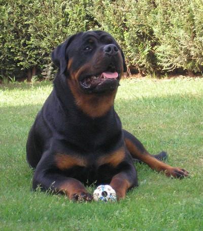 rott.jpg